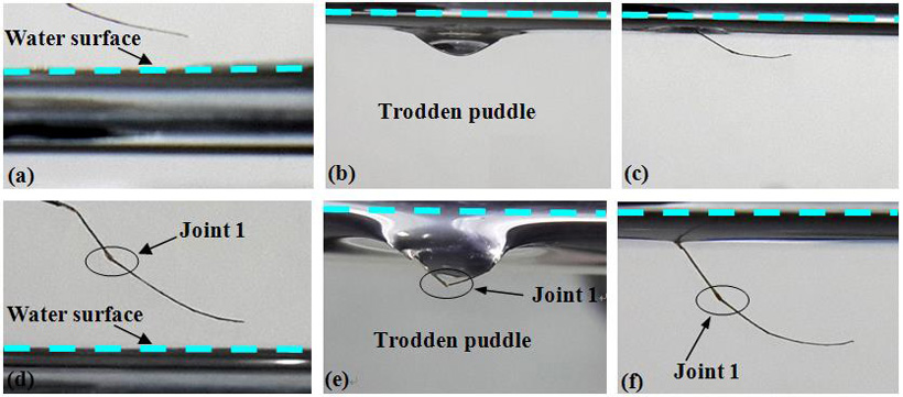 Leg sections contacting the water surface