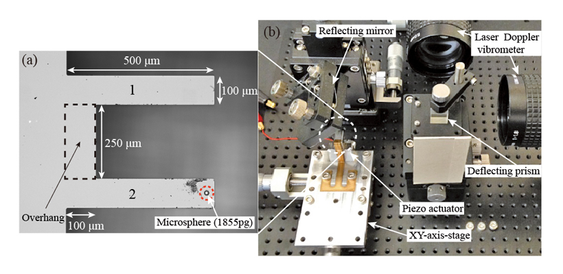 Coupled microcantilevers are placed on the XY-axis-stage and moved by the piezoelectric actuator according to the proposed feedback control to produce self-excited oscillation. <br/>CREDIT: Yabuno Lab./University of Tsukuba Mass sensing system featuring the coupled microcantilevers and the microsphere