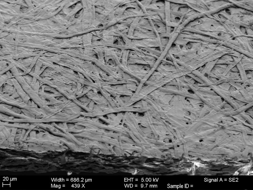 Scanning electron microscope image of gold/germanium-coated paper. The paper fibers are roughly 10 micrometers in diameter. <br/>CREDIT: M. Kats / Harvard gold-coated fibers on a microscopic level