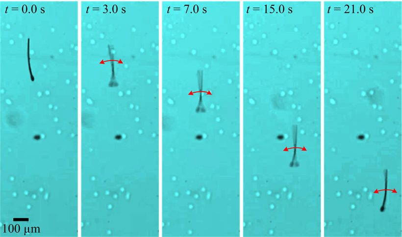 MagnetoSperm performs a flagellated swim using weak oscillating magnetic fields. <br/>CREDIT: I.S.M. Khalil/GUC & S. Misra/U.Twente MagenetoSperm swim