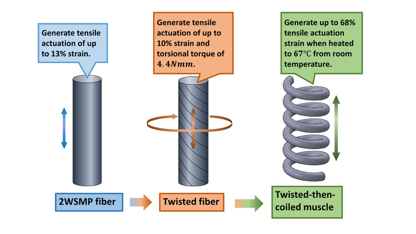 Fabrication procedure and actuation of coiled artificial muscle based on two-way shape memory polymer fiber. <br/>CREDIT: Louisiana State University Fabrication procedure and actuation of coiled artificial muscle based on two-way shape memory polymer fiber. Credit: Louisiana State University