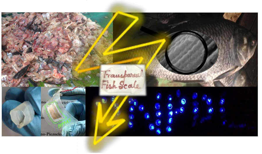 Waste fish scales (upper left corner) are used to fabricate flexible nanogenerator (lower left) that power up more than 50 blue LEDs (lower right). An enlarged microscopic view of a fish scale shows the well-aligned collagen fibrils (upper right). The possibility of making a fish scale transparent (middle) and rollable (extreme left lower corner) is also illustrated. <br/>CREDIT: Sujoy Kuman Ghosh and Dipankar Mandal/Jadavpur University Waste fish scales (upper left corner) are used to fabricate flexible nanogenerator (lower left) that power up more than 50 blue LEDs (lower right). An enlarged microscopic view of a fish scale shows the well-aligned collagen fibrils (upper right). The possibility of making a fish scale transparent (middle) and rollable (extreme left lower corner) is also illustrated.