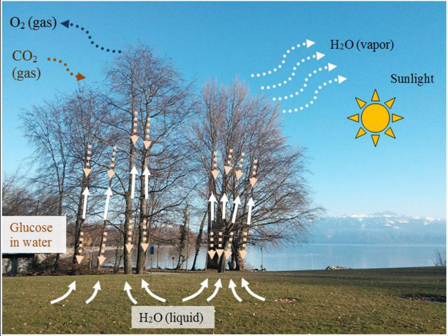 Plants harness the interaction of light and fluids to make fuel and move water from the roots to the leaves. This photograph of trees near Lake Geneva is overlaid with a diagram showing some of these fluid flows. <br/>CREDIT: Psaltis, et al/ APL Photonics Plants harness the interaction of light and fluids to make fuel and move water from the roots to the leaves. This photograph of trees near Lake Geneva is overlaid with a diagram showing some of these fluid flows. <br/>CREDIT: Psaltis, et al/ APL Photonics