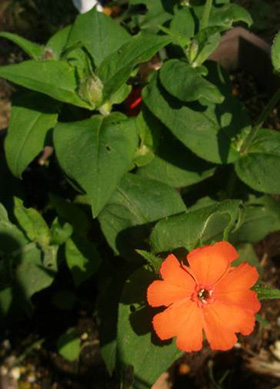Lychnis sieboldii was studied to uncover the water collection-and-release secrets of its hairy leaves.