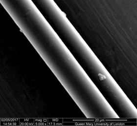 Researchers examined the morphology of dragline silk under the microscope to ensure quality before testing on the torsion pendulum.  Credit: Dabiao Liu and Xiaoming Zhao of Queen Mary University of London