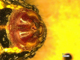 This microscopic image shows the glands in a spider’s abdomen from which researcher collected double threads of dragline silk.  Credit: Dabiao Liu and Kai Peng of Huazhong University of Science and Technology