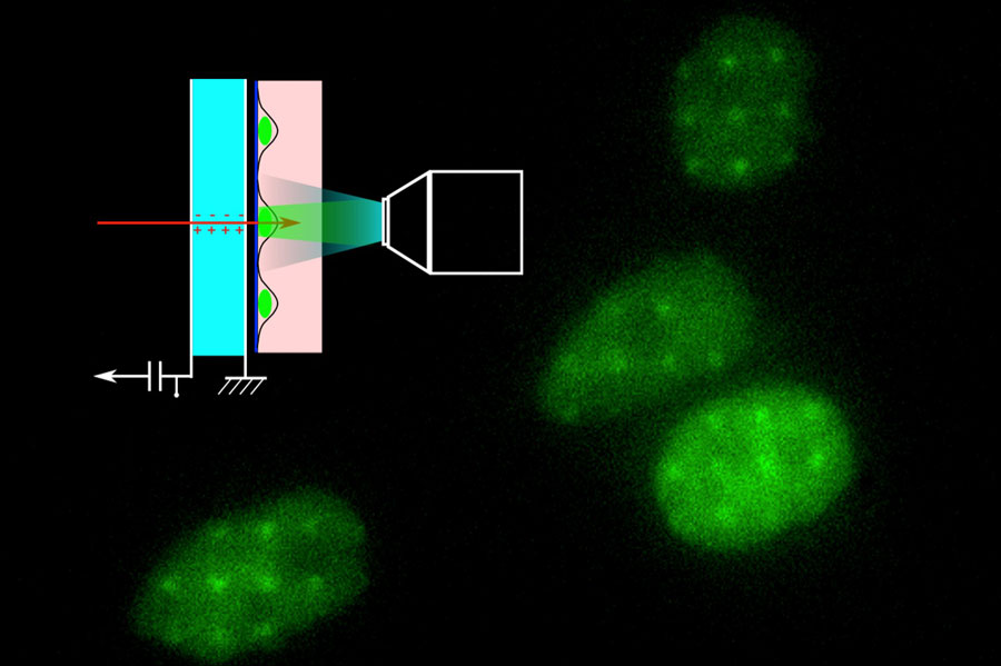 The ultra-thin diamond membrane detects individual protons as they pass through, allowing researchers to irradiate micron-sized areas on living cells for radiobiology experiments. <br/>CREDIT: Image by Philippe Barberet The ultra-thin diamond membrane detects individual protons as they pass through, allowing researchers to irradiate micron-sized areas on living cells for radiobiology experiments. Credit: Image by Philippe Barberet