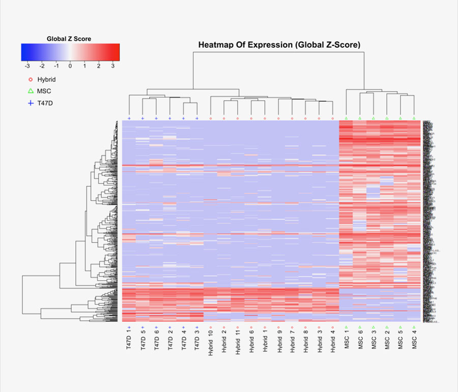 Hierarchical clustering analysis of gene expression in tumor cells (left), hybrid cells (center) and normal mouse tissue cells (right), when compared to the average expression of all genes in the display. <br/>CREDIT: Gabriel Jacobs, Tanner McArdle and Brian T. Freeman Hierarchical clustering analysis of gene expression in tumor cells (left), hybrid cells (center) and normal mouse tissue cells (right), when compared to the average expression of all genes in the display. Credit: Gabriel Jacobs, Tanner McArdle and Brian T. Freeman
