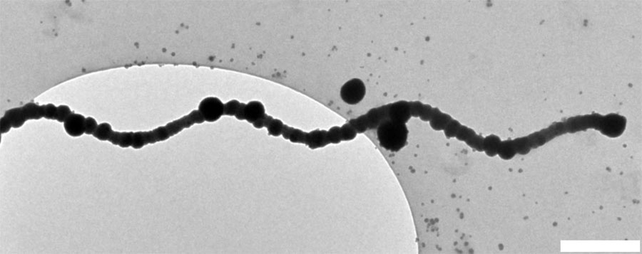 TEM image of silica templated flagella; scale bar is 1 μm. <br/>CREDIT: Jamel Ali TEM image of silica templated flagella; Scale bar is 1 μm. Credit: Jamel Ali