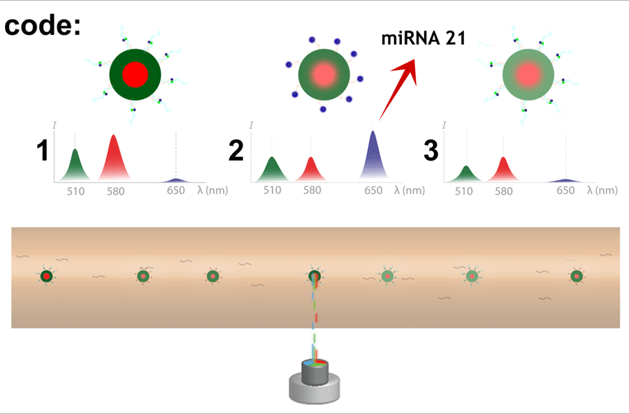 Spectral-encoded microgels and microfluidic device for multiplex fluorescence detection of microRNA. <br/>CREDIT: Dannhauser et al. Spectral-encoded microgels and microfluidic device for multiplex fluorescence detection of microRNA.
