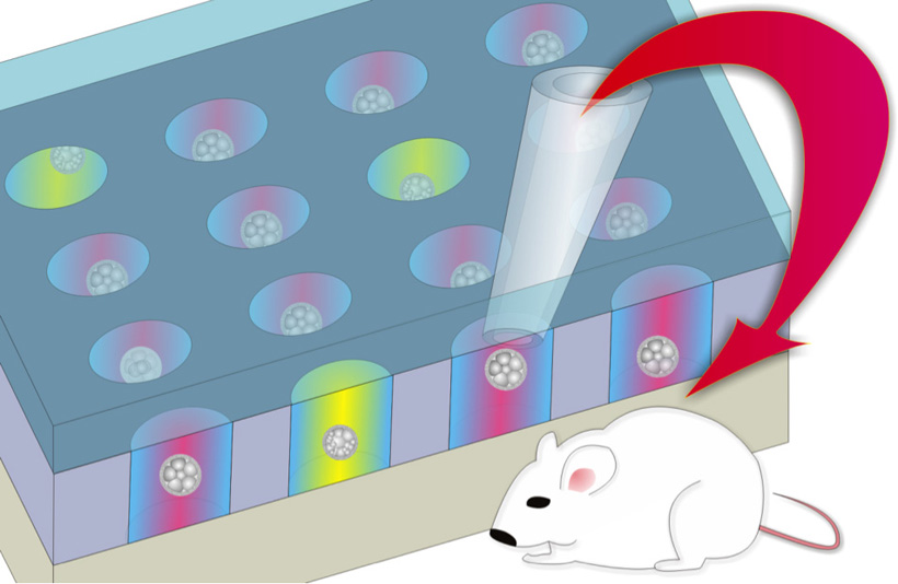Culturing the embryos in individual microwells enables selecting the most viable ones to transfer. <br/>CREDIT: Chihchen Chen/National Tsing Hua Universty, National Health Research Institutes in Taiwan Culturing the embryos in individual microwells enables selecting the most viable ones to transfer. Photo credit-Chihchen Chen/National Tsing Hua Universty, National Health Research Institutes in Taiwan