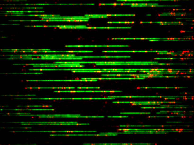 DNA molecules extended in nano channels. The backbone has been stained in green, and sequence-specific sites have been labeled in red. <br/>CREDIT: Julian Sheats/UMN DNA molecules extended in nano channels. The backbone has been stained in green, and sequence-specific sites have been labeled in red. Credit: Julian Sheats/UMN
