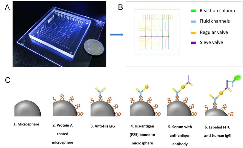 The microfluidic chip, with a diagram of its channels and antigen-labeling process <br/>CREDIT: Cheng/Fudan University Microfluidic device with a dime for scale