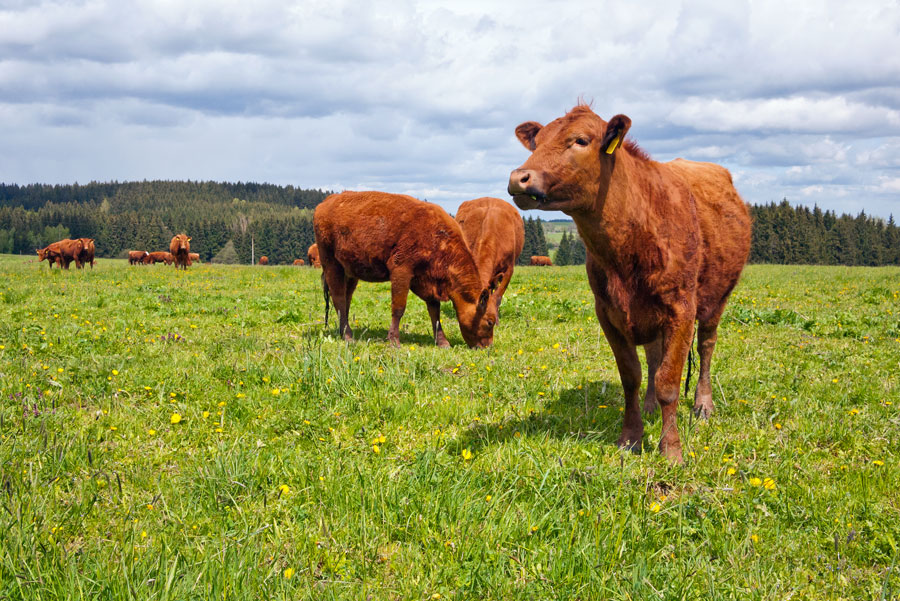 With closer inspection, what appears to be a randomly dispersed herd peacefully eating grass is in fact a complex system of individuals in a group facing differing tensions. A team of mathematicians and a biologist has now built a mathematical model that incorporates a cost function to behavior in such a herd to understand the dynamics of such systems. <br/>CREDIT: Nazzu/Shutterstock With closer inspection, what appears to be a randomly dispersed herd peacefully eating grass is in fact a complex system of individuals in a group facing differing tensions. A team of mathematicians and a biologist has now built a mathematical model that incorporates a cost function to behavior in such a herd to understand the dynamics of such systems. CREDIT: Nazzu/Shutterstock