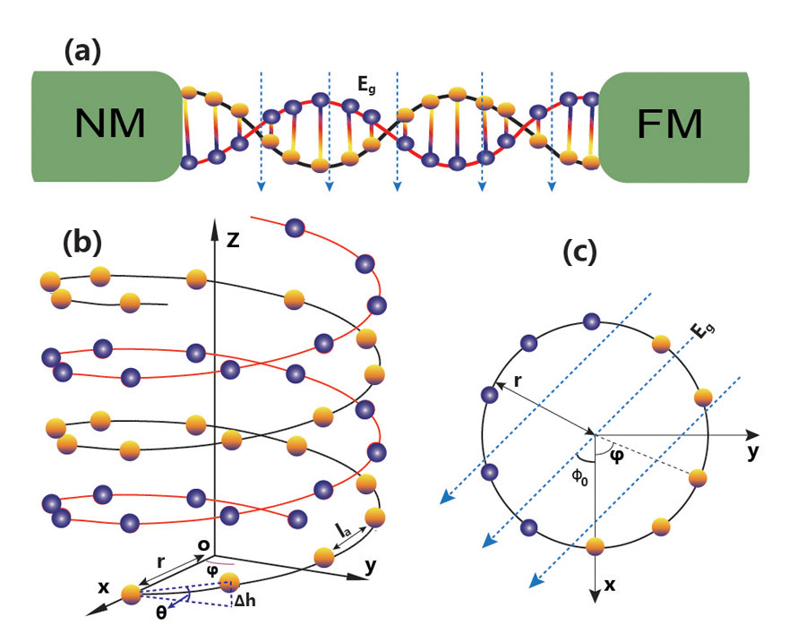 (a) Geometry of the dsDNA sandwiched between a nonmagnetic metal (NM) and a ferromagnet (FM) one. (b) Schematic illustration of right-handed dsDNA. (c) Projection of the bottom five base pairs and the electric field into the x-y plane. <br/>CREDIT: Long Bai (a) Geometry of the dsDNA sandwiched between a nonmagnetic metal (NM) and a ferromagnet (FM) one. (b) Schematic illustration of right-handed dsDNA. (c) Projection of the bottom five base pairs and the electric field into the x-y plane. Credit: Long Bai