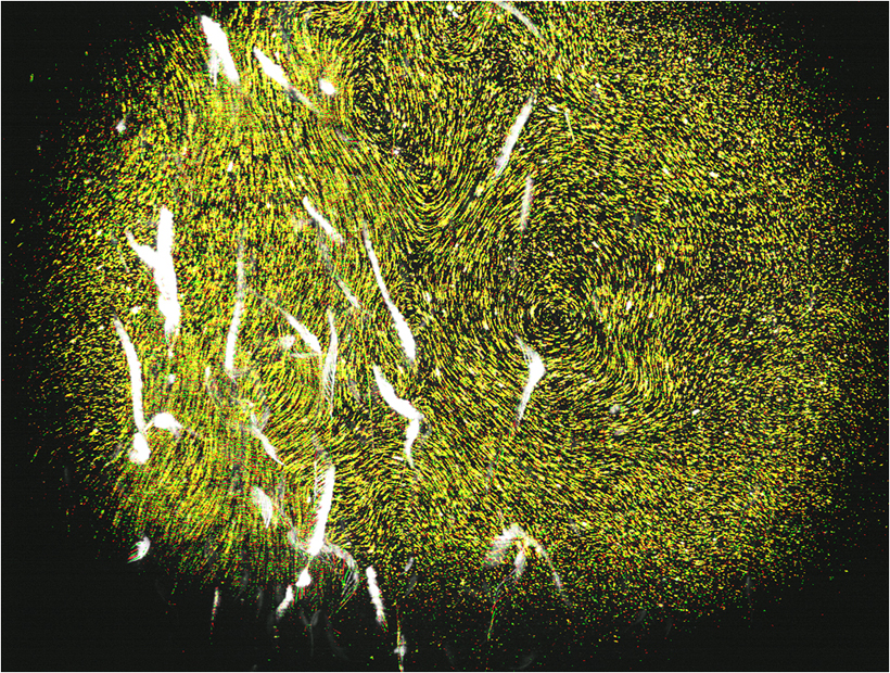 A time lapse of migrating sea monkeys (white) and particles suspended in the water (yellow) reveals large, swirling currents created by the swimming animals that mix the surrounding water. <br/>CREDIT: M. Wilhelmus and J.O. Dabiri/Caltech Time lapse of migrating sea monkeys