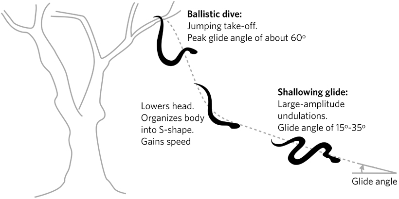 The flattened shape of a flying snake in flight allows it to get lift from little whirls of wind (vortices) around it. <br/>CREDIT: A. Krishnan, J. Socha, P. Vlachos and L. A. Barba / Physics of Fluids Schematic of a Snake Flight