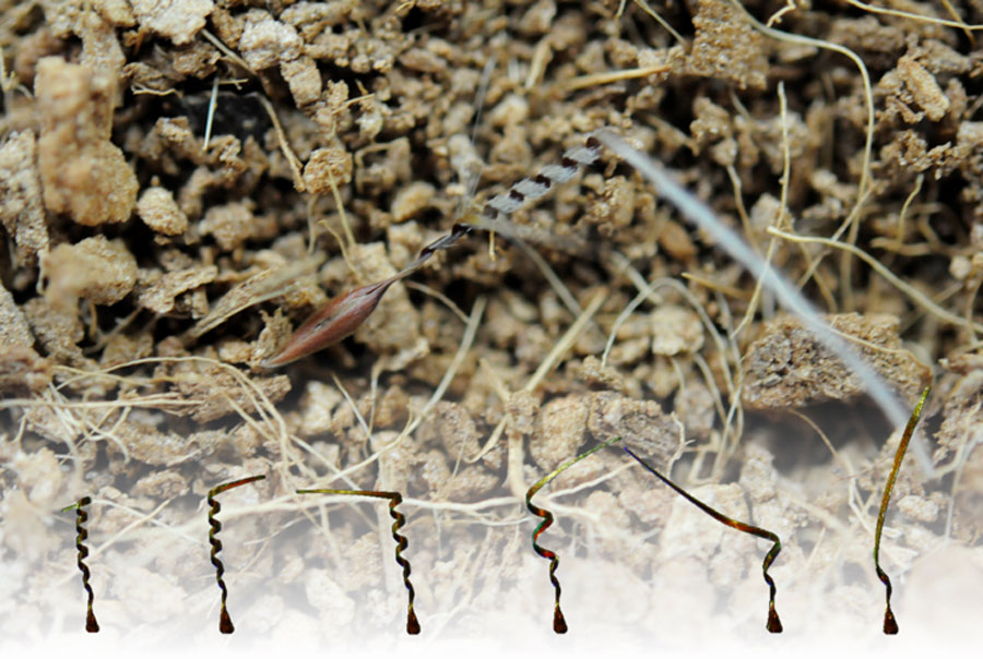 An awn of the seed of Pelargonium carnosum unwinds in response to humidity changes, and the seed digs into the ground. <br/>CREDIT: Jung et al. An awn of the seed of Pelargonium carnosum unwinds in response to humidity changes, and the seed digs into the ground. Credit: Jung et al.