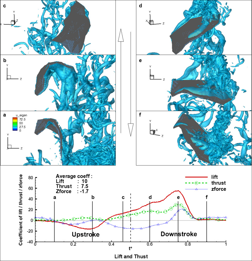 Time history of coherent vortex formation around the bat wing. Bottom plot shows lift and thrust coefficient variation for a flapping cycle over normalized time. <br/>CREDIT: D. Tafti/VT Aerodynamics of a Bat in Forward Flight