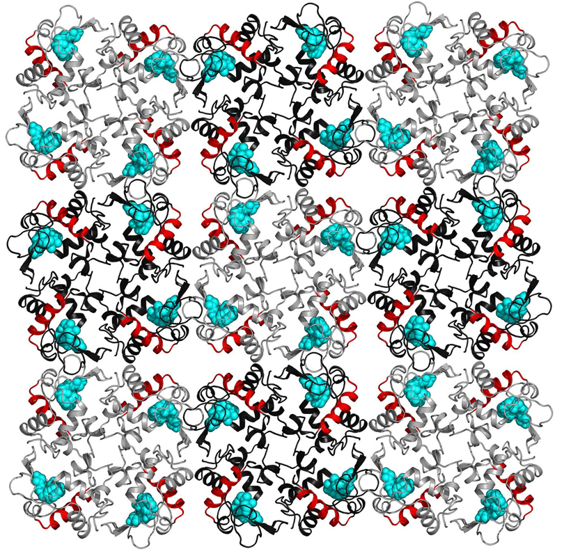 Lysozyme molecules arranged in a crystal lattice. The red helical structures are associated with electron density changes when the protein crystal was exposed to terahertz radiation. <br/>CREDIT: Gergely Katona, et al. Lysozyme molecules arranged in a crystal lattice. The red helical structures are associated with electron density changes when the protein crystal was exposed to terahertz radiation. Credit: Gergely Katona, et al.