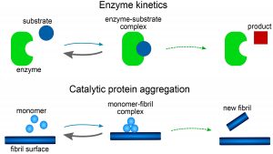 Comparison of protein aggregation to enzyme kinetics