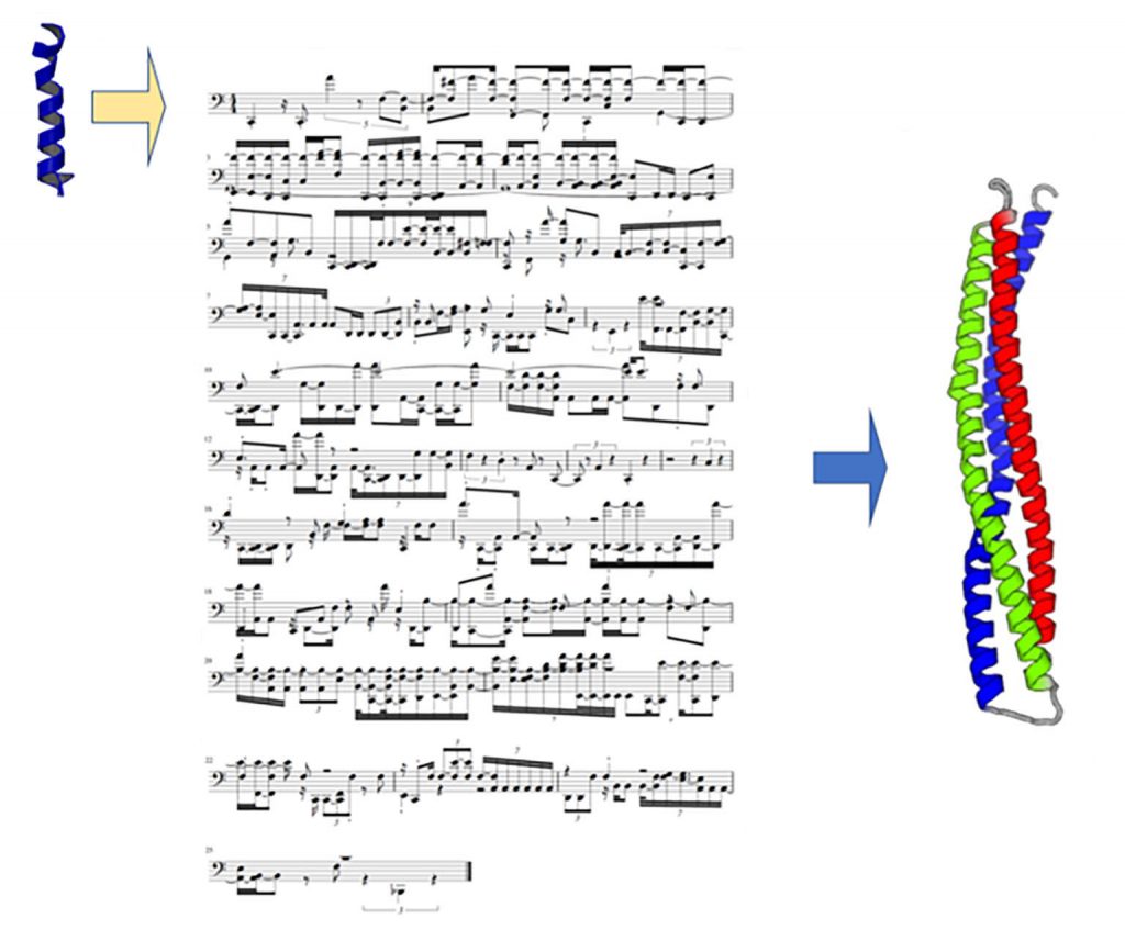 Using musical scores to code the structure and folding of proteins composed of amino acids, each of which vibrates with a unique sound. CREDIT: Markus J. Buehler