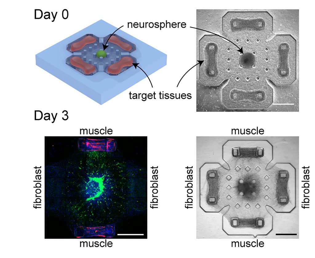 Illustration and microscopy images of coculture platform where a neurosphere is cultured with four target tissues. Within three days, neurons extend toward and make connections with targets. Fluorescence microscopy image shows muscles in magenta, neurons in green, and cell nuclei in blue. All scale bars: 500 micrometers CREDIT: Image courtesy of the authors. Fluorescence microscopy image (bottom left) taken at the Core Facilities in Carl R. Woese Institute of Genomic Biology at University of Illinois at Urbana-Champaign.