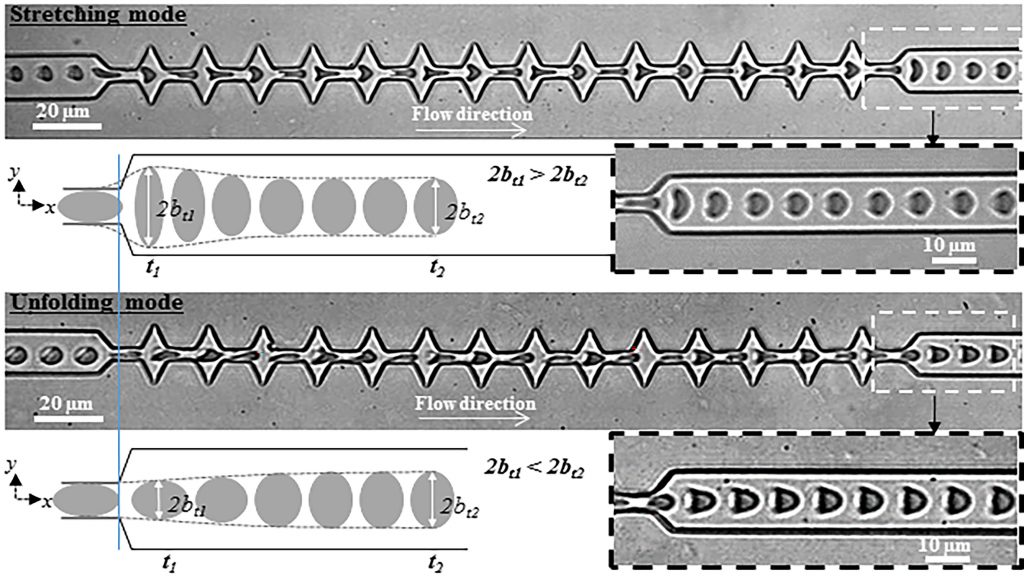 Red blood cells recover their shape in two ways after flowing through constricted channels. CREDIT: A. Amirouche, Université Lyon
