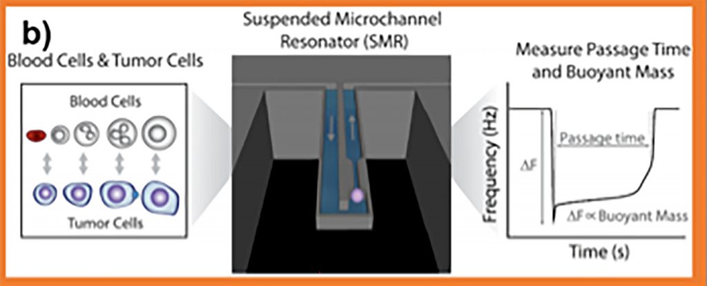 A cell’s transit through a suspended microchannel resonator can be used to determine its passage time and buoyant mass. CREDIT: Shaw Bagnall J, Byun S, Begum S, Miyamoto DT, Hecht VC, Maheswaran S, Stott SL, Toner M, Hynes RO, Manalis SR, Scientific Reports, Vol.5, doi: 10.1038/srep18542; licensed under a Creative Commons Attribution (CC BY 4.0) license.