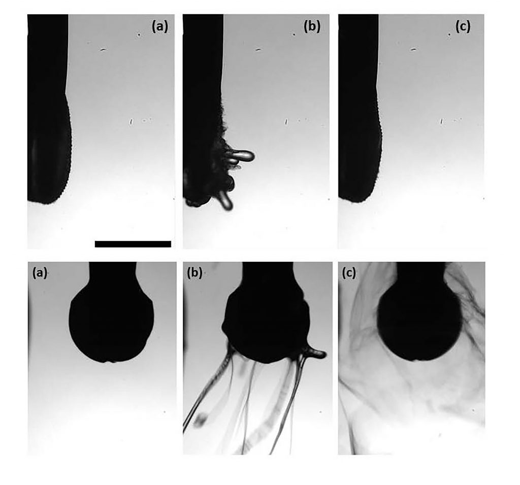 Using polyacrylic acid solution in water as irrigation fluid in dentistry reduces risk of aerosolized pathogens. Here, the polymer is shown forming snakelike threads near the tip of a vibrating cavitron scaler (top), and it forms spools near the tip of a turbine-driven dental drill. In both cases, aerosolization is completely eliminated. CREDIT: Images created by Jevon Plog. 