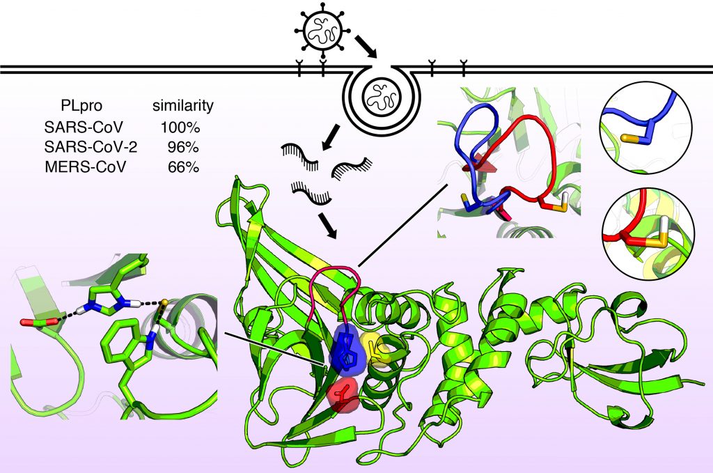 Molecular structure of the papainlike enzyme known as PLPro. This enzyme allows the viruses that cause SARS, MERS, and COVID-19 to infect cells and replicate and suppress the host’s immune function. Now that the enzyme structure is known in detail, new antiviral drugs can be designed. CREDIT: Jack Henderson, University of Maryland School of Pharmacy
