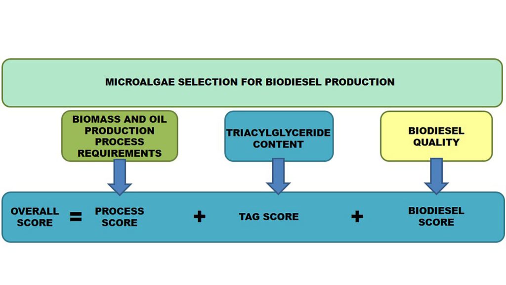 Schematic diagram for the process to obtain overall score for evaluating microalgal species for biodiesel production CREDIT: Lucas Martín