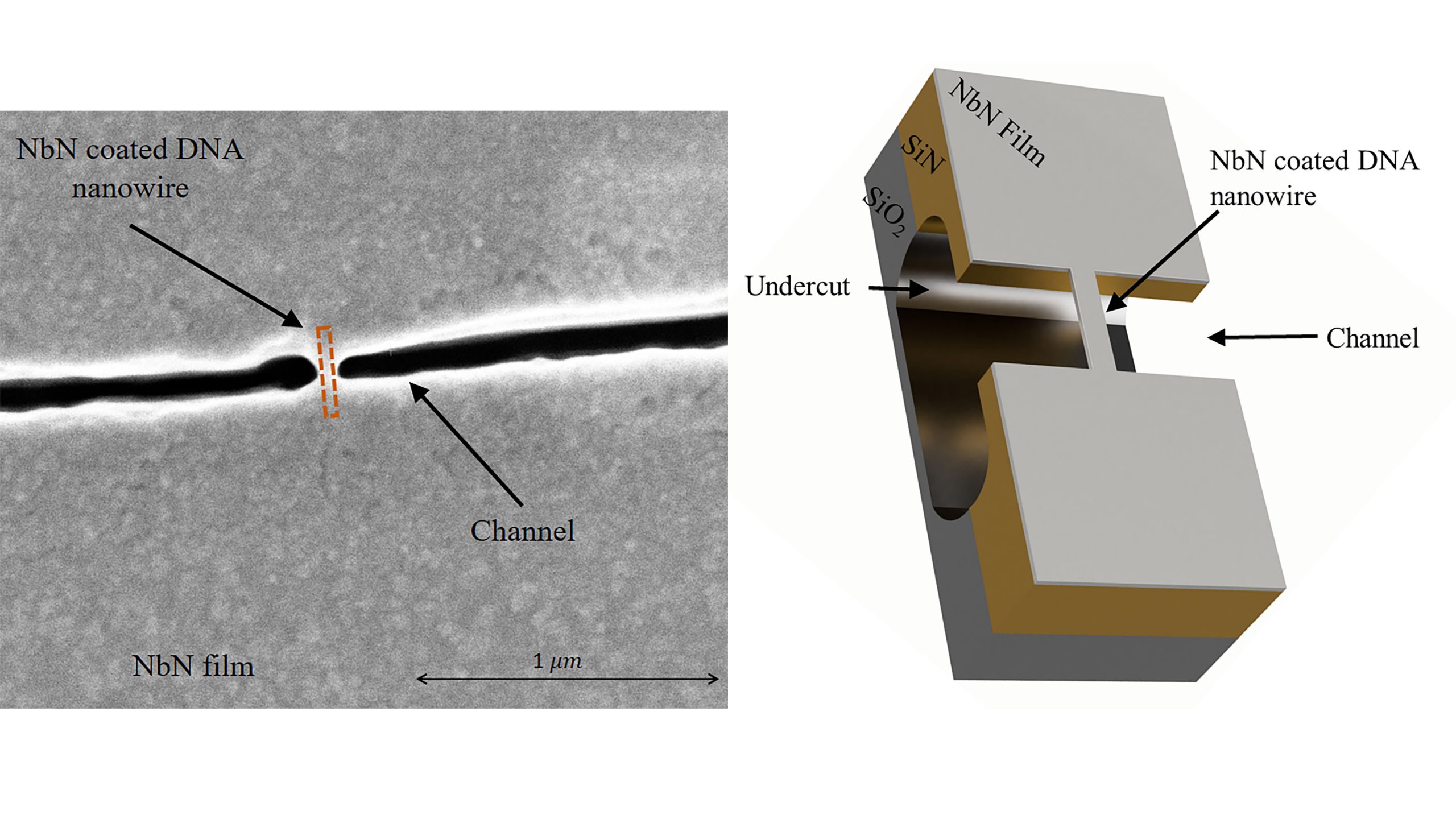 (left) Schematic illustration of a niobium nitrate-coated DNA nanowire suspended above a silicon nitride/silicon oxide channel. (right) High-resolution scanning electron microscope (HR-SEM) image of the channel (black in image) on which the DNA nanowire is suspended. In the image, the channel appears discontinuous, reflecting the DNA suspended across it (marked by dashed orange rectangle). The distance between the two sides of the channel is ~50 nanometers, and the width of the niobium nitrate-coated nanowire at its narrowest point is ~25 nanometers. CREDIT: Lior Shani, Philip Tinnefeld, Yafit Fleger, Amos Sharoni, Boris Shapiro, Avner Shaulov, Oleg Gang, and Yosef Yeshurun