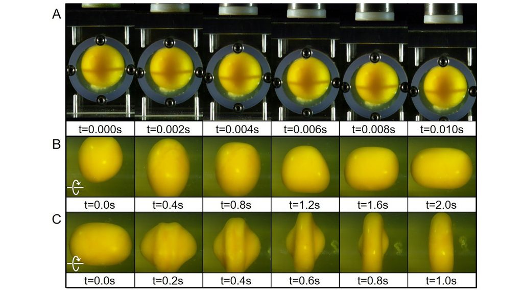 A) Reactions of an egg yolk under translational impact. The shell was hit with a hammer to achieve translational acceleration. B) Reactions of egg yolk under rotational acceleration impact. The container was set to rotate instantaneously. C) Reactions of egg yolk under rotational deceleration impact. The rotation speed of the container was reduced sharply to create a deceleration impact on the egg yolk. CREDIT: Ji Lang and Qianhong Wu
