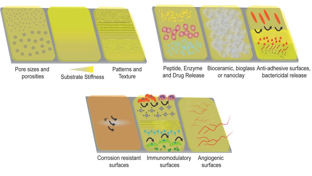 Natural polymer coatings on a metallic implant surface may provide a multipurpose interphase layer to support bone-implant integration through tailored properties. CREDIT: Ahmet Engin Pazarçeviren
