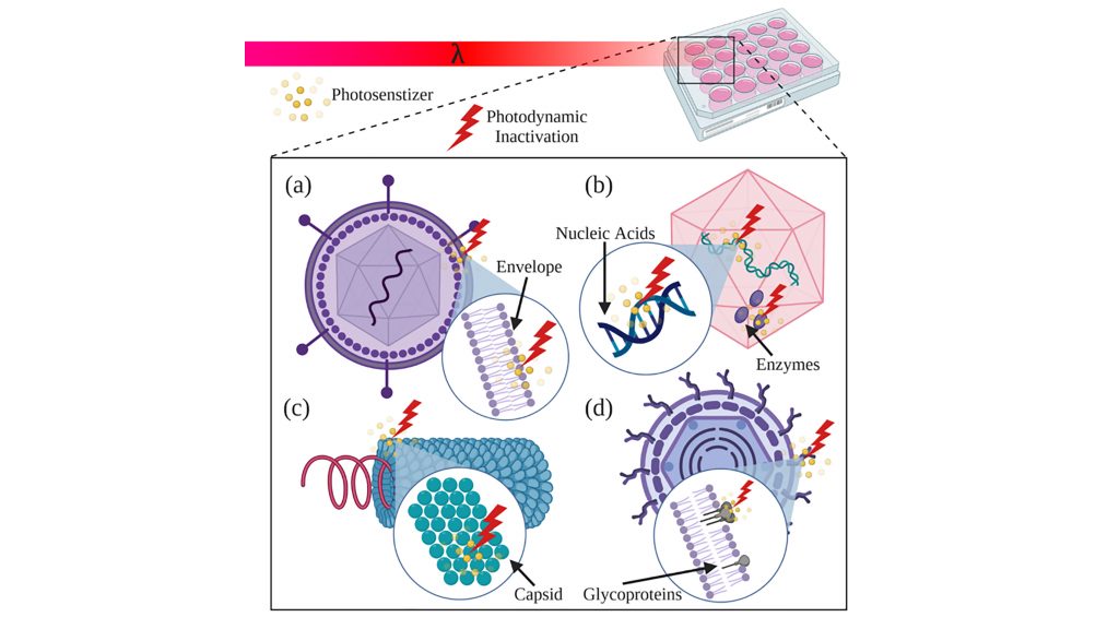 Schematic illustration of photodynamic inactivation of various viruses. CREDIT: Vladislav Yakovlev/Texas A&M University