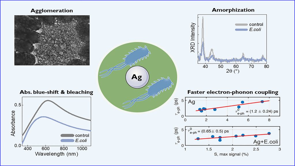 E. coli causes several dramatic changes in silver morphology and structure, such as particle agglomeration and amorphization. These effects lead to clear modification of its electronic properties, as highlighted by the absorption bleaching/blue shift and faster electron dynamics upon exposure to bacteria. CREDIT: Giuseppe M. Paternò