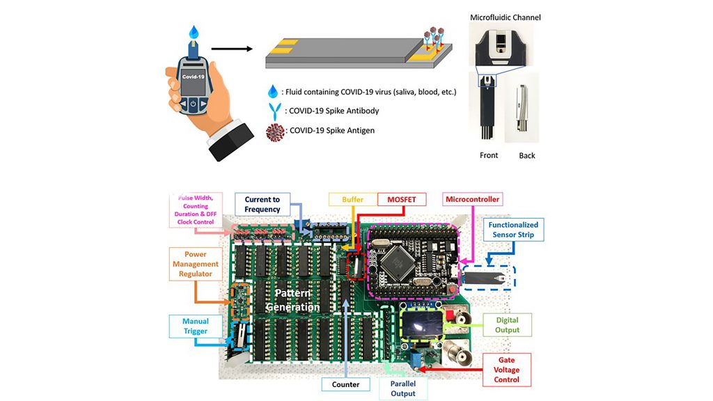 Schematic and photograph of COVID-19 sensor strip and the printed circuit board fabricated to produce a digital sensor output. CREDIT: Minghan Xian, Hao Luo, Xinyi Xia, Chaker Fares, Patrick H. Carey IV, Chan-Wen Chiu, Fan Ren, Siang-Sin Shan, Yu-Te Liao, Shu-Min Hsu, Josephine F. Esquivel-Upshaw, Chin-Wei Chang, Jenshan Lin, Steven C. Ghivizzani, and Stephen J. Pearton