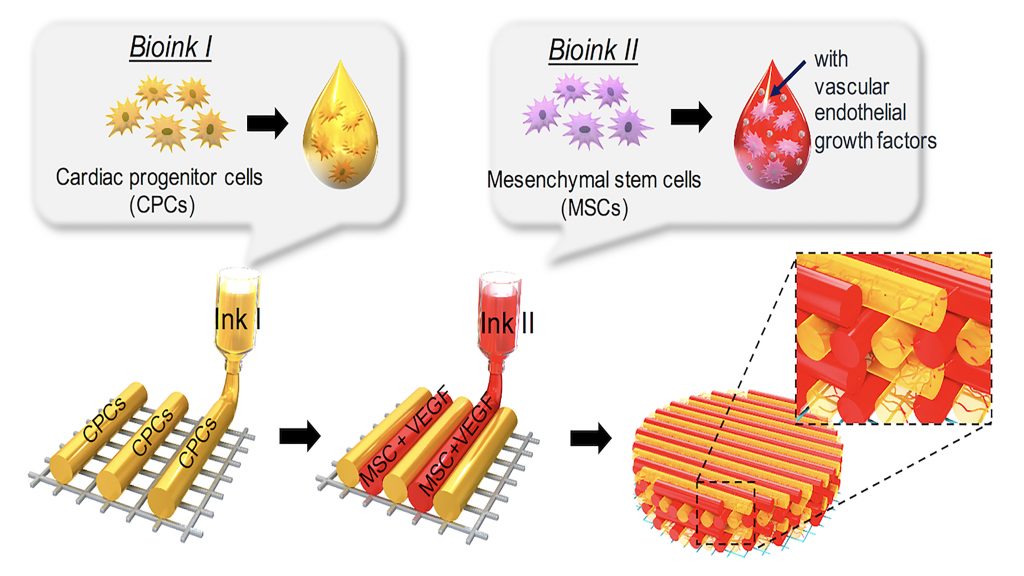 Schematic illustration of a pre-vascularized stem cell patch having multiple stem cell-laden bioinks. CREDIT: Jinah Jang, Reprinted from Biomaterials, Vol 112, Jinah Jang et al., 3D printed complex tissue construct using stem cell-laden decellularized extracellular matrix bioinks for cardiac repair, Pages 264-274, Copyright (2017), with permission from Elsevier.