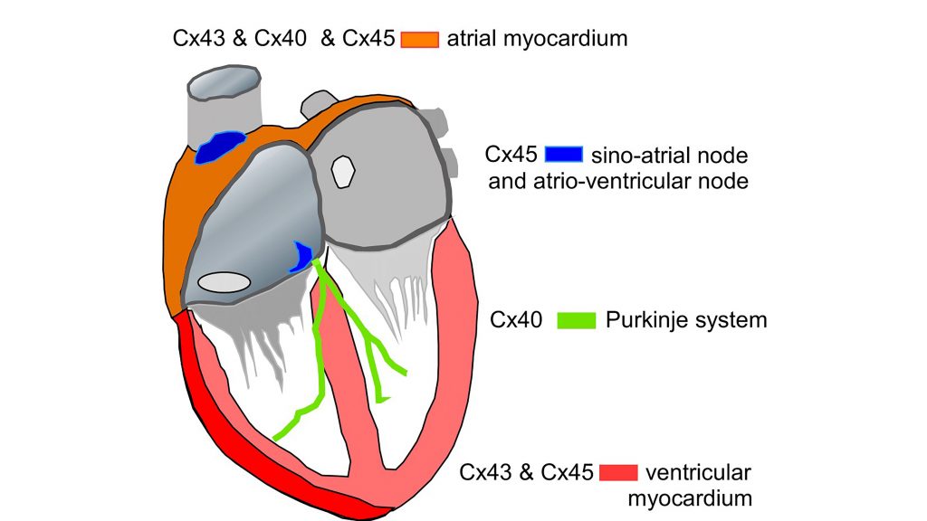 A diagram of the heart. Colors show the different types of proteins that connect cells, allow electricity to flow, and cause the heart to beat. CREDIT: André G. Kléber