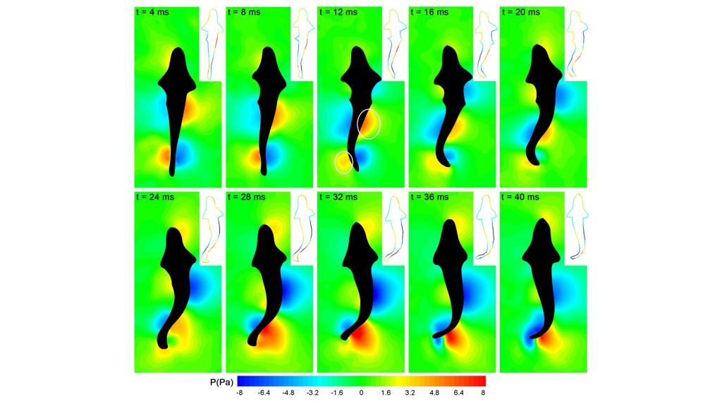 Pressure field distribution of zebrafish during a complete tail swing; white circles around the vortex patterns in the third image denote high-pressure zones. CREDIT: Yun-fei Kuai