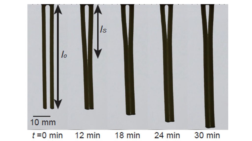 Pasta noodles are fixed on the top and hanging vertically down after cooling. They stick near the bottom. The stick length, which can be measured by a ruler, is directly correlated to the pasta doneness. You can get al dente every time by measuring this distance with a ruler. CREDIT: Jonghyun Ha, Jonghyun Hwang, and Sam Tawfick