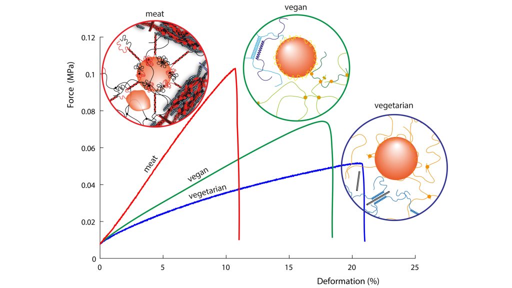 If the force is measured with increasing deformation, the fracture behavior and the mouthfeel of the meat-based, vegetarian, and vegan sausages become clearly apparent. The cause is the completely different behavior and interaction of the proteins and additives as the oils and fats are emulsified in different ways. CREDIT: Thomas A. Vilgis