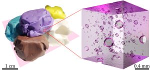 The image shows taffies of different flavors. It also shows a 3D model reconstructed by X-ray computed tomography, illustrating immiscible inclusions (oil droplets and air bubbles) in the grape-flavored taffy. Those droplets and bubbles give rise to the elasticity of taffy. Credit: Chan et al.
