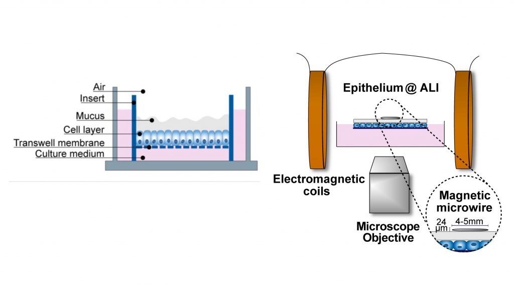 This unique setup created a layer of mucus exposed to the air for easy access during experiments. The researchers used a magnetic wire and powerful magnets to study the properties of the mucus without disturbing it. Credit: Cai and Braunreuther et al.