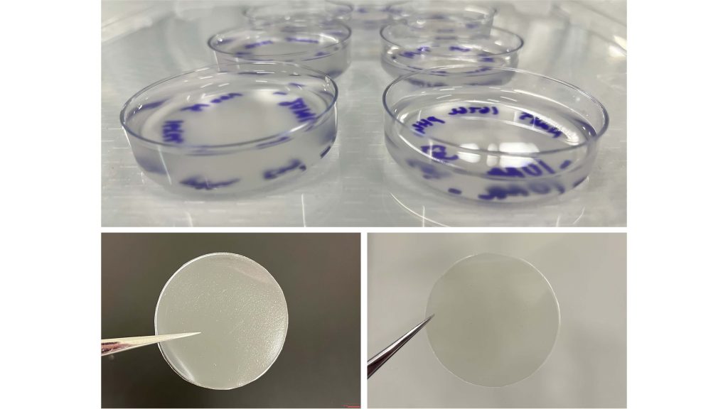 Gels were created with different ratios of gum tragacanth to gelatin (top) to compare their properties to those of gum tragacanth (bottom left) on its own and of gelatin (bottom right) on its own. Credit: Ezgi Pulatsu