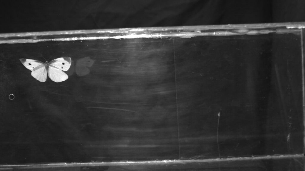 Tracking the movement of a white cabbage butterfly in a chamber constructed of transparent acrylic panels. Credit: Wu et al.
