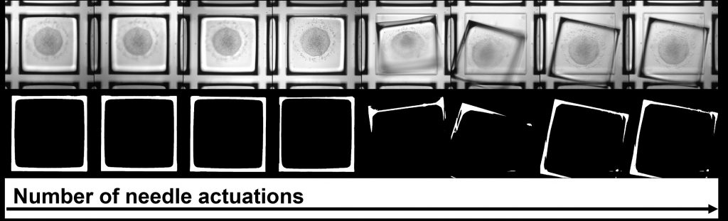 A live look at the sorting of the microrafts containing the gastruloids. Credit: Jan et al.