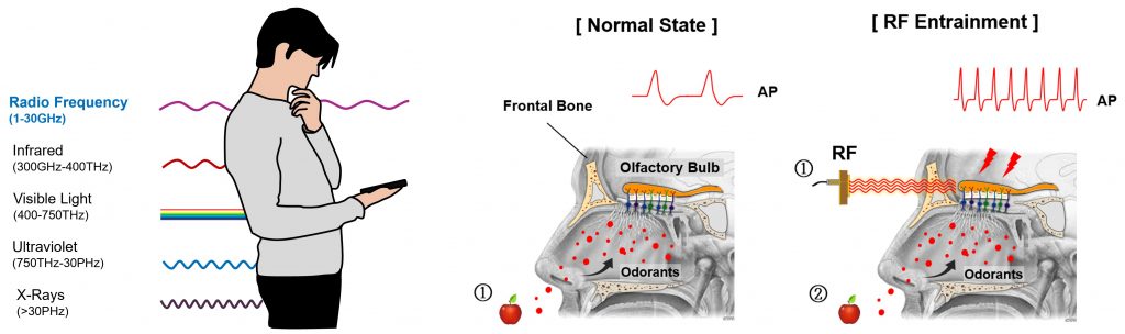 When we smell something, it’s because odor molecules generate nerve signals in the olfactory bulb of the brain. Radio waves can pass through the forehead and directly stimulate the same nerves, leading to improved sensitivity to smells. Credit: Bok et al.