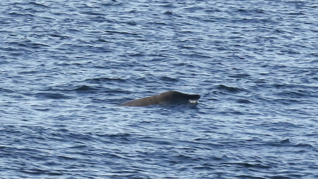 A beaked whale sighting from the researchers’ field study in the Foz do Amazonas Basin. Credit: Machado et al.